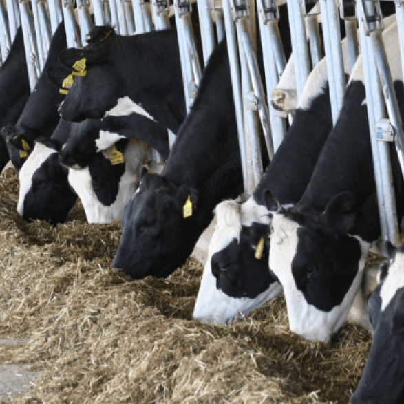 Mawdsleys providing pump services for farm