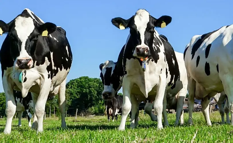 An image of a flock of cows
