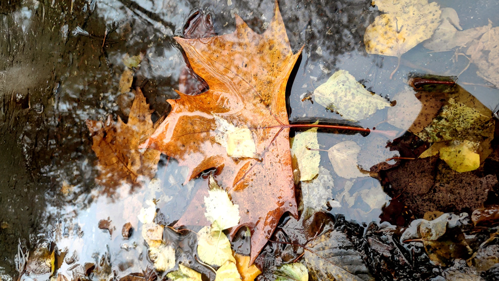 An image of a puddle with brown and yellow leaves