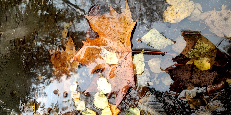 An image of a puddle with brown and yellow leaves