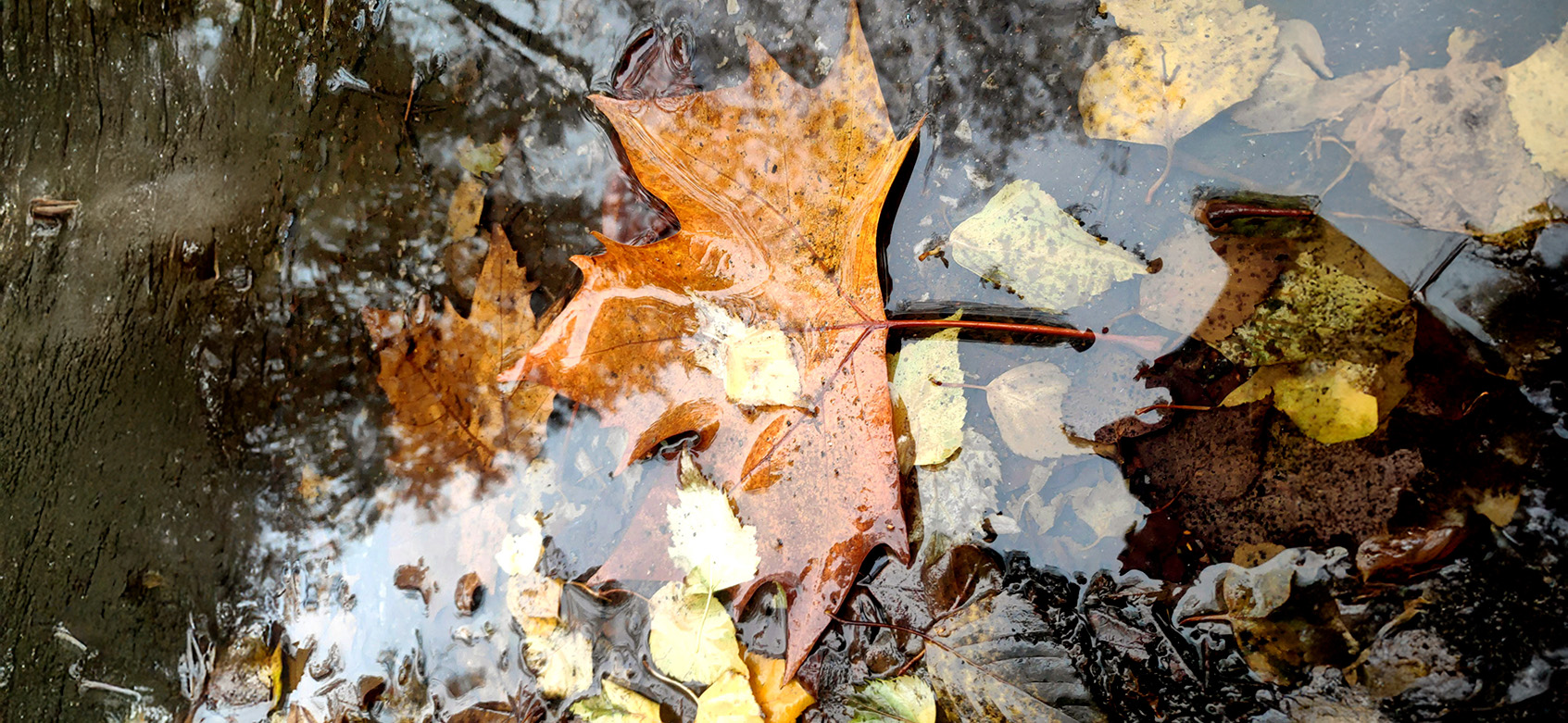 An image of a puddle with brown and yellow leaves